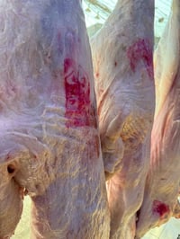 عرض رمضان لو تلحك لو لا العرض إليوم فقط  كيلوين ب ٢٥ غنم عراقي ابن عرا...