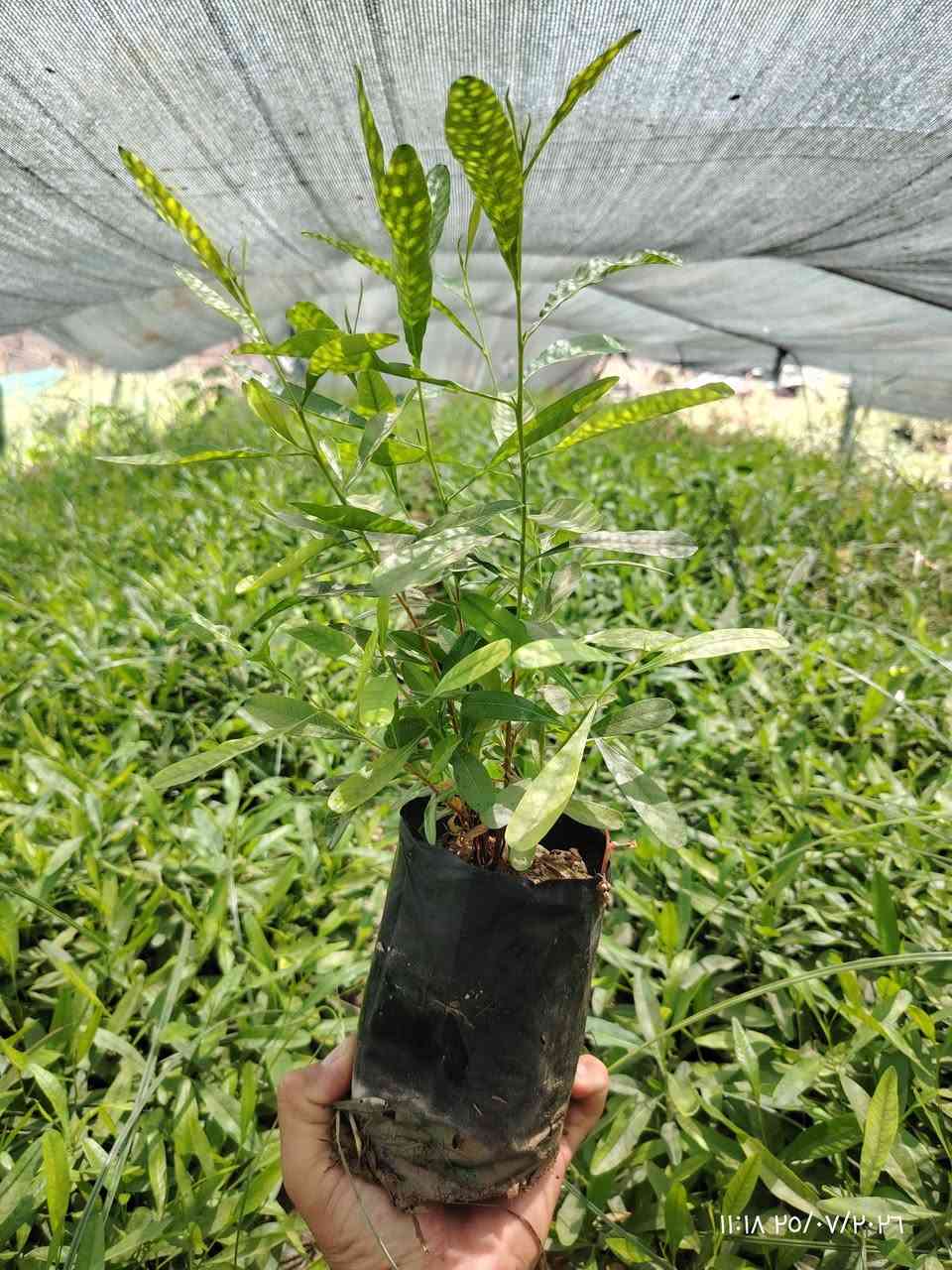 🏡السلام عليكم...... 🌹🌹🌹
🏡متوفر لدينا شتلات ددونيا 

🏡السعـــــــــــــــر 500دينار.. 

🏡العنوان ناحية النمرود قرية شنــــــــــف 

🏡رقم الهاتف ***********
