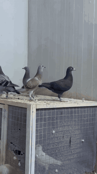 متاح افراخ 2026 كل تك بي شهادةنسبة حمام واضح وموثق اصولي  بغداد حي جمي...