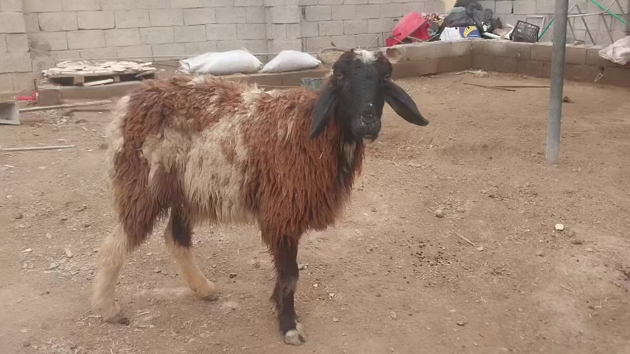 ورجينه للبيع مكاني تقاطع النهروان شراي اتصل وتدلل ***********. سعره 220 وبيه مجال
