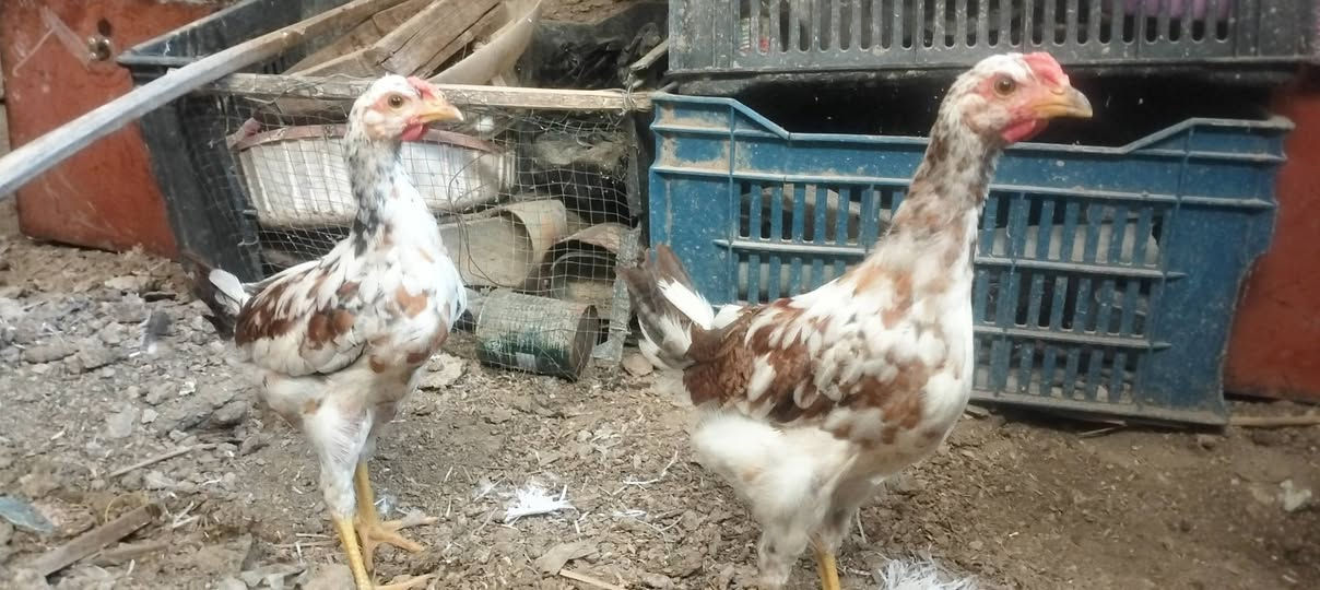 السلام عليكم للبيع دجاج 🐔 دجاجتين وديج اركيبي+زوج هرافي قضا المدينه الهوير ***********
