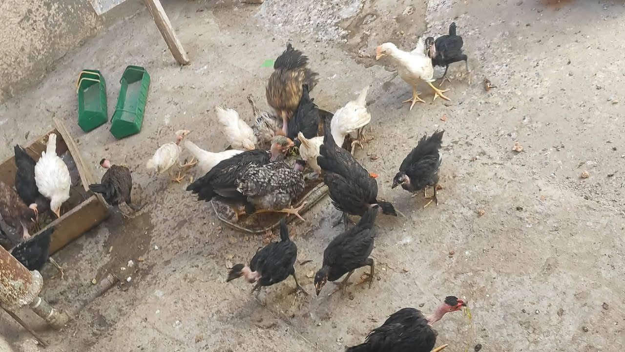 عرب وابو رگيبه للبيع عمر 4 اشهر مكاني بلد اي ستفسار  خاص


**إذا كنت صاحب هذا الإعلان وتريد حذفه لأي سبب، رجاءا أرسل رسالة إلى الدعم الفني**