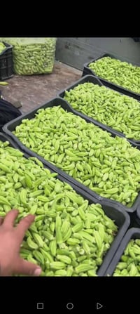 حوي بانيه يومه صبح درجه أولى سعر كيلو 1500 توصيل داخل بغداد 5000 /0787...