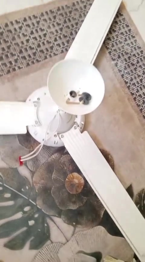 السلام عليكم غراض مال بيت مكاني عطيشي حي زهراء ***********
