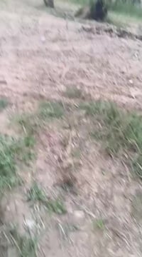 دونم ونص • ٣٧٥٠م • الوردية سلمان باك