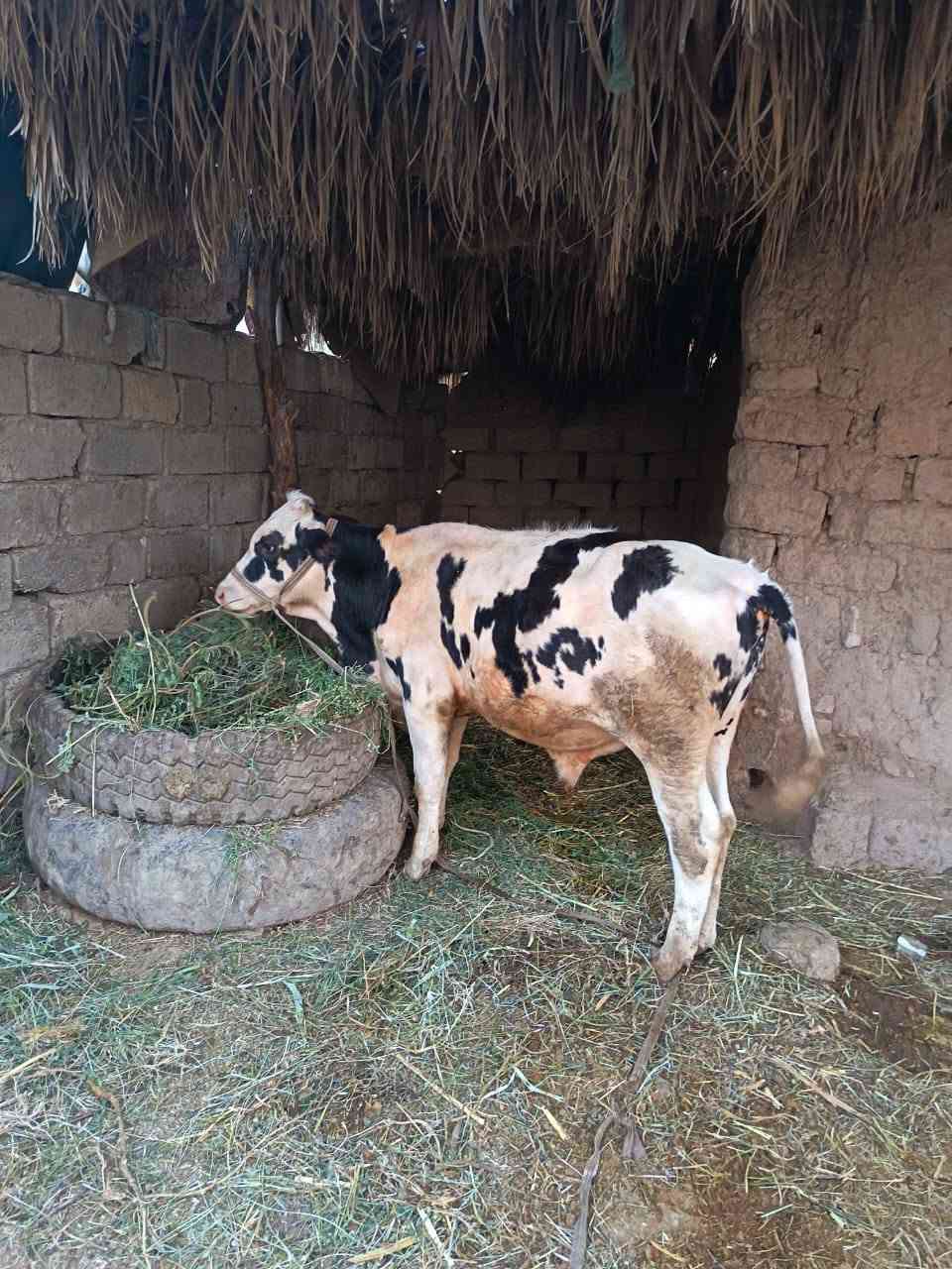 عجل للبيع
العمر سته أشهر
من ام فريزن
تلقيح صناعي سمنتل
للاستفسار الاتصال على الرقم ***********
