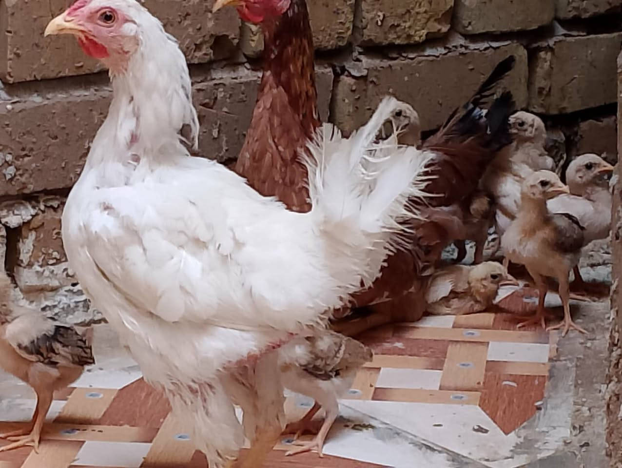 3 دجاجات ب/45
و/11طير دجاج الواحد ب/الف3 بيهن مجال


**إذا كنت صاحب هذا الإعلان وتريد حذفه لأي سبب، رجاءا أرسل رسالة إلى الدعم الفني**