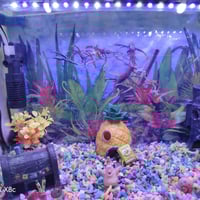 حوض سمك • نجف • حي السلام