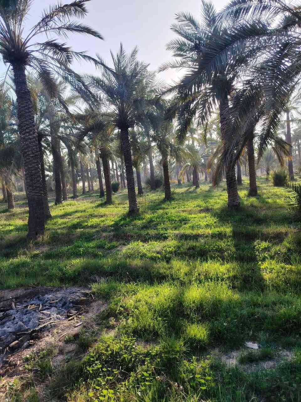 السلام عليكم بستان للبيع في قلعه سكر كله نخل مع 14دونم يقع على الشط قرب معمل طابوق صدر شط/ 5دونم /البنص 4دونم / بدايه شارع 3دونم /والبانيه تطلع 2دونم /كهرباء وشارع سبيس وماي كله جاهزه حبايب گلبي السعر والاستفسار على الرقم (ملاحضه حبايب گلبي اني مكلف بنشر /اتصل على الرقم ***********
