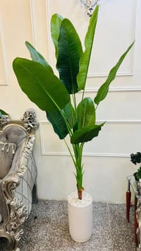 ١٩٠سم • سندانة • زجاج