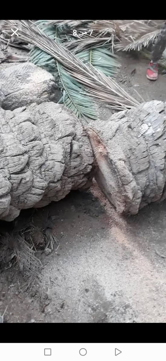 قصنا خلف قص ايجار ***********
