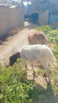 نعاج • محنيات • اسديره الفياض