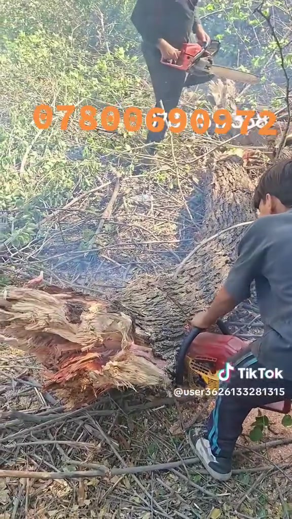 ***********سجاد أشجار
