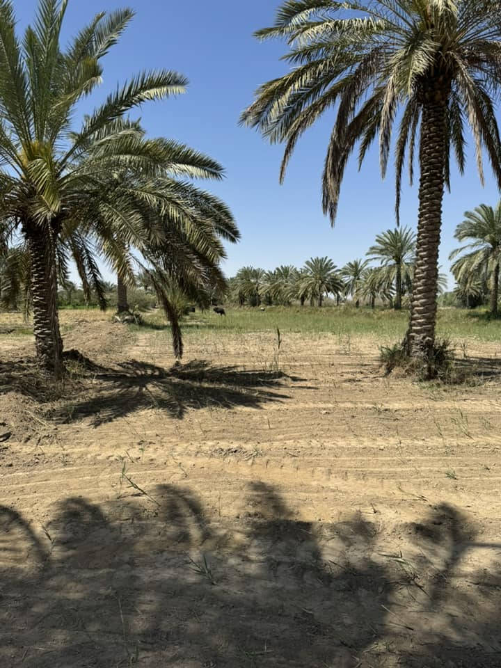 آرض لبيع المساحه ٣دونم طابو سند ٢٥ على نهر الفرات 
طريق العلماء قرب جسر الكفل 
الأستفسار ***********
