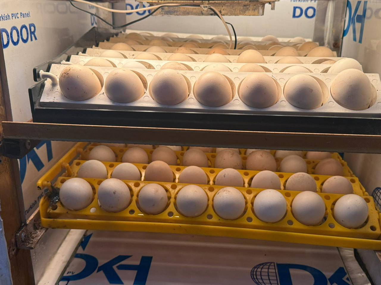 فقاسه تشيل ١٢٥ بيضه للبيع سعر ١٠٠ وبيه مجال ***********
