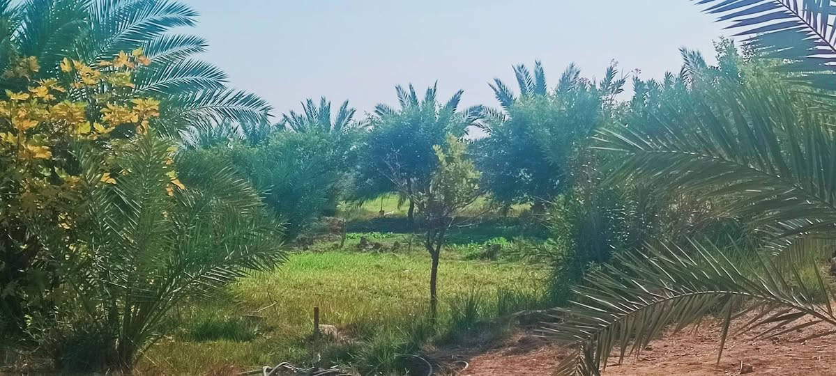 بيت للبيع مستعجل. يتكون من ثلاثة غرف. البيت جبير كلش  وحديقه اربعه دونم. انواع النخل مكان البيت القرنه الثغر قرية الصخريجه وباقي التفاصيل اتصل وبالخدمه ***********
