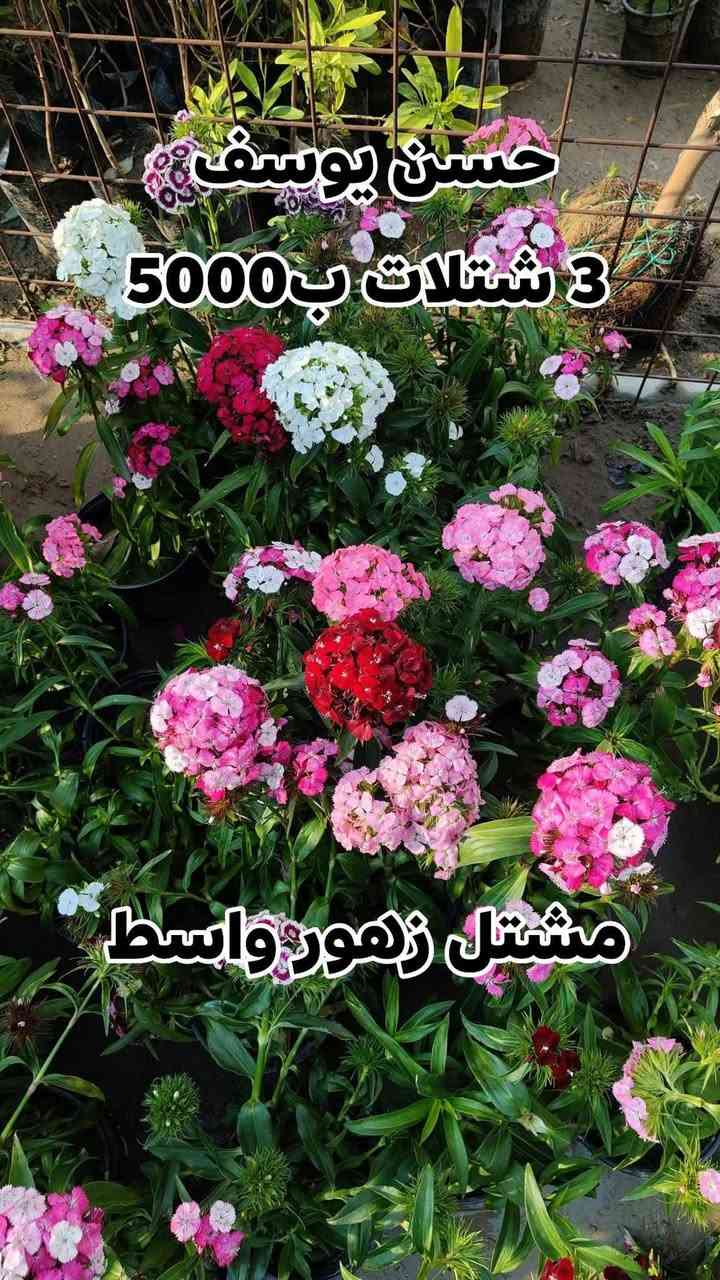 🌿 عرض خاص ومميز 🌿
3 شتلات بسعر 5000 فقط!
جدد حديقة بيتك بأجمل النباتات وبسعر ما يتفوت 🌱✨
#العرض_لفترة_محدودة_سارع_بالحجز 
يفتح المشتل طيله ايام الاسبوع من الساعه 8:00 صباحا والى الساعه 10:00 ليلآ
#مشتل_زهور_واسط العنوان كوت فلكه الحاوي شارع مجمع دمشق الطبي مقابل ابتدائية الكوت للتعليم الأساسي #يوجد_توصيل_داخل_الكوت
*********** لطلب والاستفسار واتساب  او مراسله الصفحه الشخصيه بلال الواسطي🌹😊
