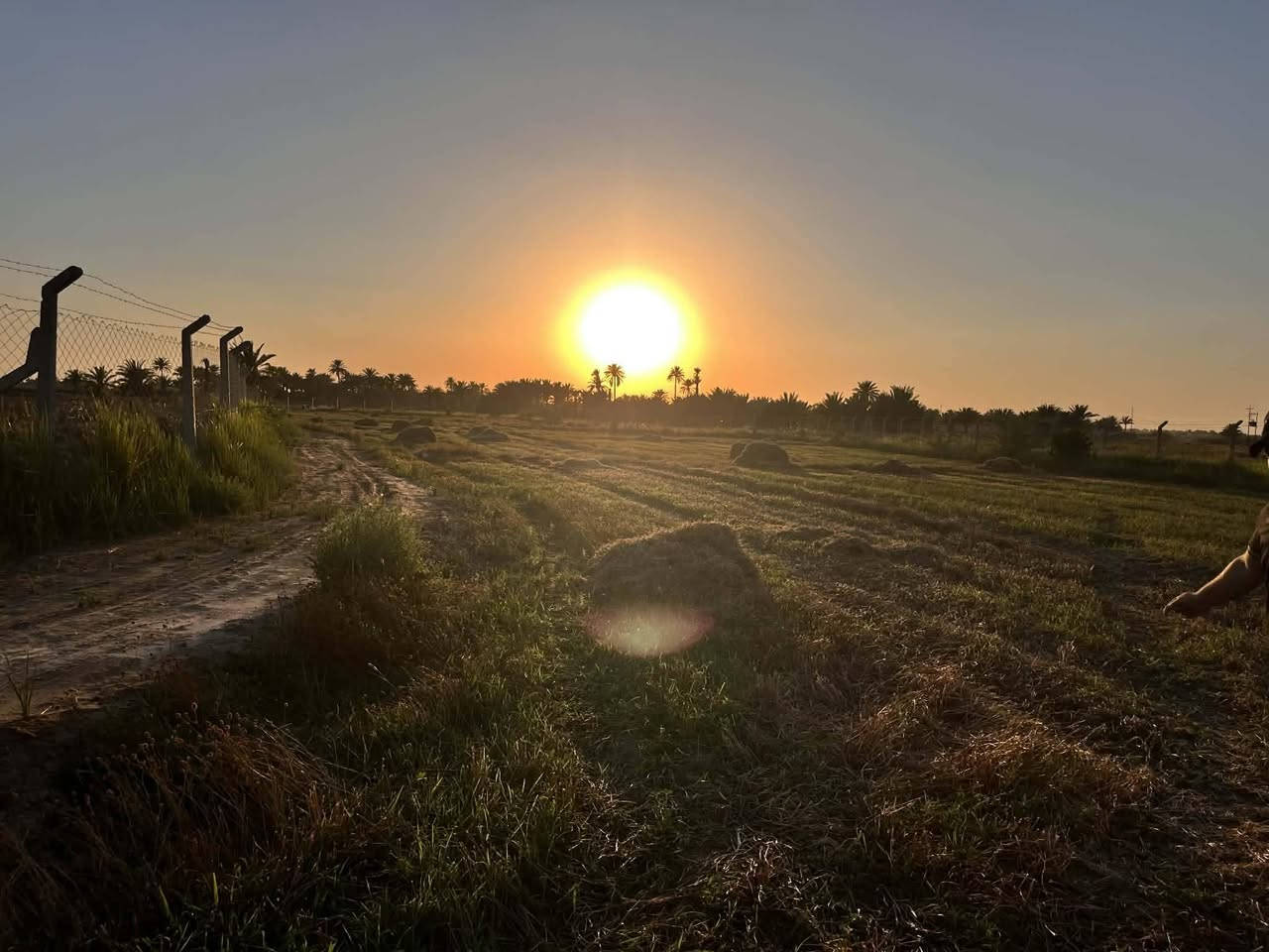 سلام عليكم موجود تبن برسيم للبيع مع شواريغ حشيش 5بشاير  للتواصل ‏‪***********‬‏
