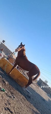 فلو عربي • مهر عربي • خيل عربي • حصان عربي • بيع خيل • عربي أصيل • مهر...