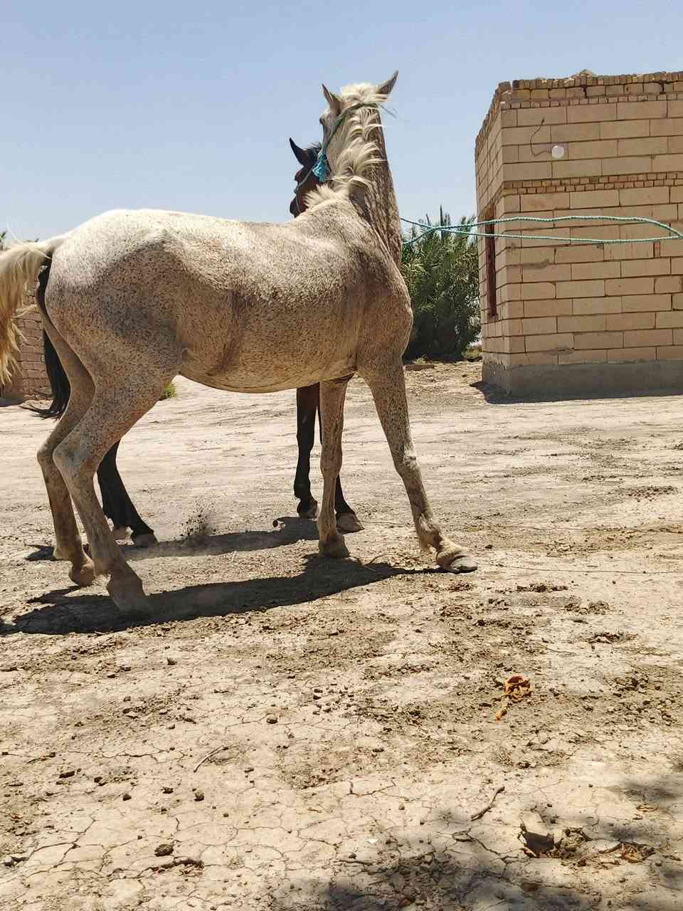 السلام عليكم خيل لبيع مناسبات مكان ناصريه ***********
