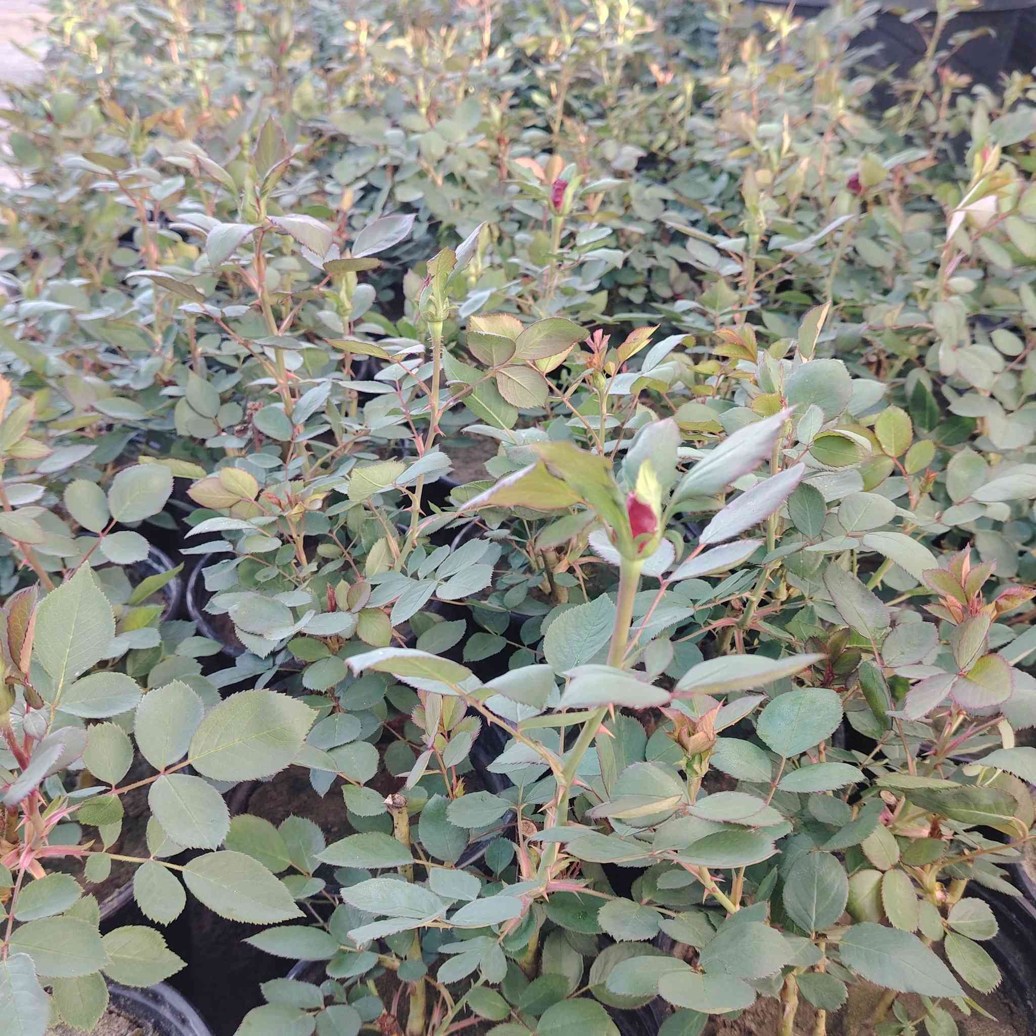 مشتل بابل
يعلن مشتل بابل عن إنتاجه الجوري السلطاني العراقي العطري
الفرع الثاني حله حي الجزائر مقابيل المعلب
الفرع الثالث حله صياحيه مقابيل مدينه العاب كوين بارك
هاتف /***********
