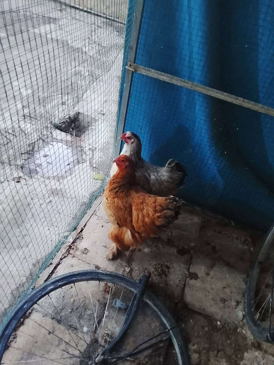 سلام عليكم مكلف بالنشر✅
دجاجتين ابراهمه 
امايات ناصحات ومال بيت
الحمره عمرها تقريبا سنه 
البيضه عمرها فوك سنتين 
السعر 40ثنينهن وبيهن مجال
مكانهم عوينات
توصيل حسب الاتفاق 
هـ ‭0785 166 3207‬
مصطفى حاتم
