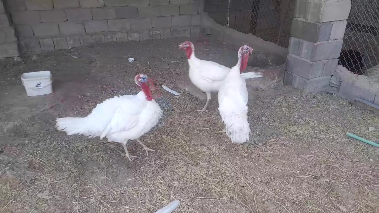 متاح ٣ فحله فسيفس سعر شلع ١٨٥ 
مكان صقلاويه


**إذا كنت صاحب هذا الإعلان وتريد حذفه لأي سبب، رجاءا أرسل رسالة إلى الدعم الفني**