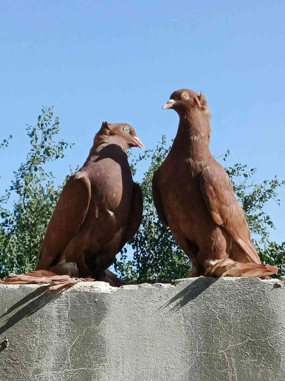 متاح من انتاج         مكلف بل نشر
صاحب الحلال يـاسين نـجفي 
زوج مستوه امامكم جفن عالي عيون بيض منكار جبر وجعجوله فنجان ولون جبده طيور نصبه ونضافه وجمال عنواني نجف الاتصال *********** يوجد توصيل حسب الاتفاق
