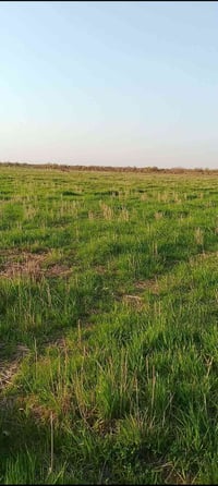 دغل • كوت البسروكيه