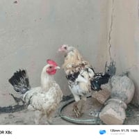 ديج فيوم • دجاجه عرب • بيع مستعجل