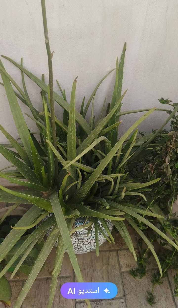 شتلات للبيع


**إذا كنت صاحب هذا الإعلان وتريد حذفه لأي سبب، رجاءا أرسل رسالة إلى الدعم الفني**