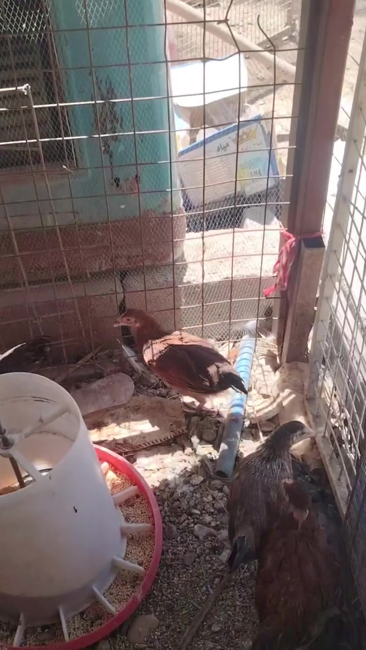فراريج للبيع شلع مع ديج سلكي مع زوج كوجن مع قطعةبراهمةلبيع شلع بدون ستثاءلعدد٢٥تك مكانهن لمشاهد***********
