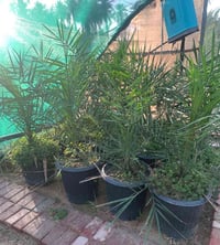 تحية طيبة  الأصناف المتوفرة لدينا  حاليا  برحي كبير عمر ثلاث سنوات عدد...