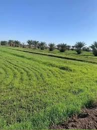 الزيدان المحمودي • دونم • ماء وكهرباء