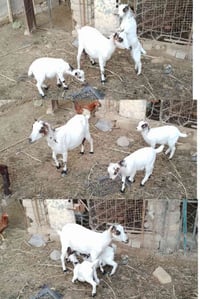 بربريات • خبز