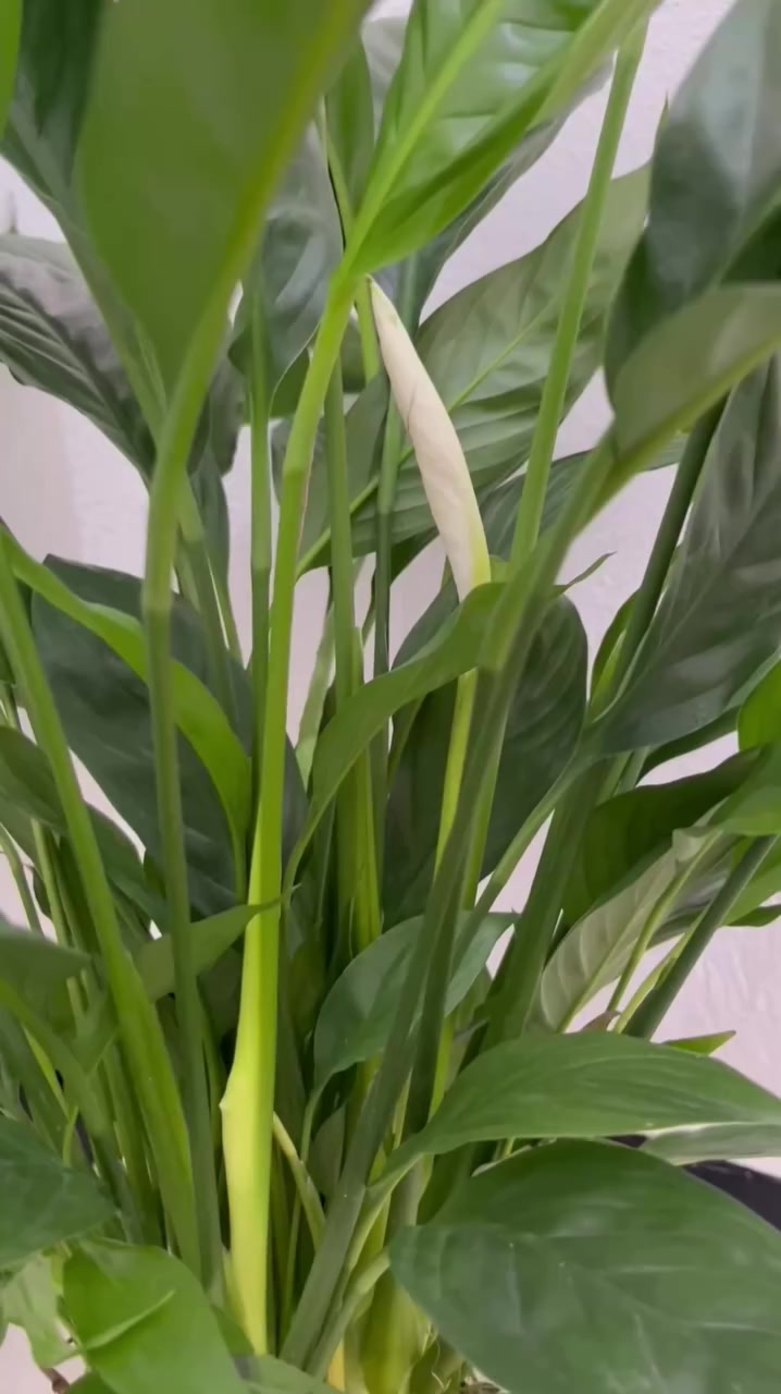 حوّل بيتك لواحة خضراء 🌿
تشكيلة نباتات ظل قوية وسهلة العناية 🌱
متابعة الصفحة
Narjasa Plants


**إذا كنت صاحب هذا الإعلان وتريد حذفه لأي سبب، رجاءا أرسل رسالة إلى الدعم الفني**