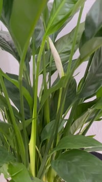 نباتات ظل • سهلة العناية • واحة خضراء