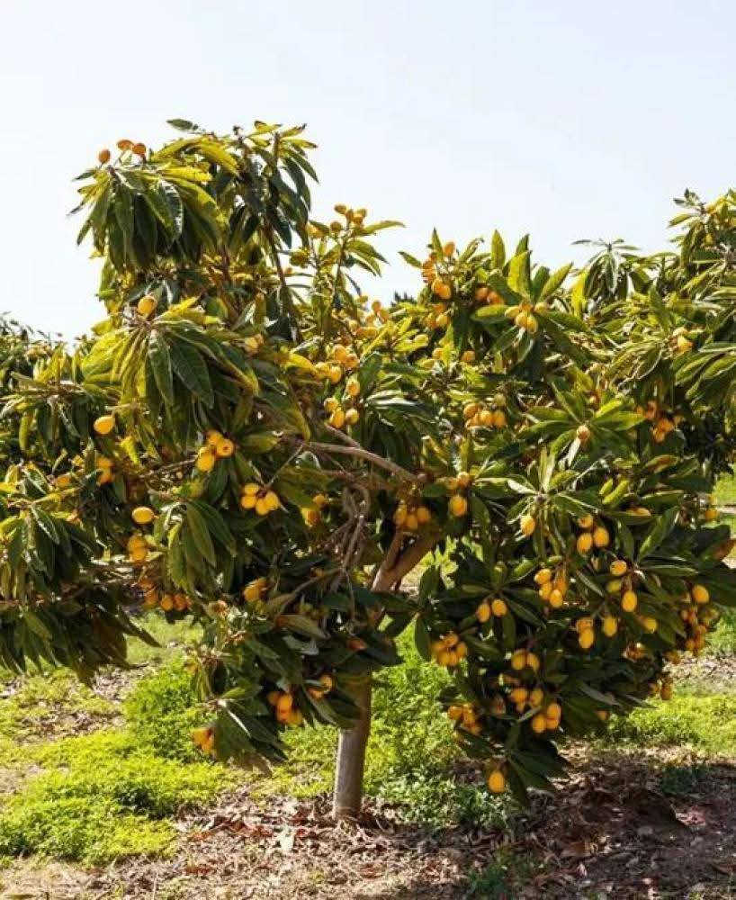 السلام عليكم متابعينا 🤍.
توفرت وجبة جديدة من شتلات شجرة لنك الدنيا 

🌱لنك الدنيا مطعم سعر ٢٣  الف ارتفاع اقل المترين 🍊
🌱لنك الدنيا غير مطعم السعر  ١٠ الف متر  🍊

للعلم ننوه للأخوة الكرام بأن الاشجار تطعيم وتربية محلي وليس استيراد سوري 

🍁الوصف النباتي بالاسفل 🍁 

‏‎لنك‎ الدنيا الجديدة 
‏loquat
‏Eriobotrya japonica
شجرة معروفة منذ القدم في بلاد الشام وشمال العراق
بدأت بالانتشار في كل المحافظات وباتت تزرع حتى في البصرة
وهي متوفرة في مشاتلها
الاكدنيا 
او الاسكدنيا
شجرة جميلة قصيرة تزرع لثمارها الحلوة الطعم والمفيدة جدا للصحة
وكذلك لجمال اوراقها وتفرعاتها كشجرة زينة دائمة الخضرة في المنازل والحدائق. 
الإكي دنيا من النباتات القليلة الصوديوم والكولسترول والدهون المشبعة وغني بفيتامين «أ» وفيتامين «بي 6» والألياف والبوتاسيوم والمنغنيزيوم
تدخل اوراقها والثمر في علاج العديد من الامراض. 
يصل طولها الأقصى ٨ امتار. 
تبدأ التزهير في تشرين الثاني حتى بداية كانون الأول ، الأزهار لها رائحة عطرية خفيفة يقبل على زهورها النحل. 
تزرع من البذور 
حيوية البذور قليلة فيفضل زراعتها مباشرة 
وممكن حفظها لفترة بسيطة 
كل ثمرة تحتوي من ٢ الى خمسة بذور
يفضّل ان نختار للزراعة الثمرة التي تحتوي على البذور الاقل لنزرعها
لان حجم البذور يكون عادة اكبر من الثمر. 
بعد اربع سنوات من زراعة البذرة في الارض تثمر وكلما تتقدم بالعمر تثمر اكثر. 
يفضّل زراعتها في البصرة بين النخيل رغم انها محبة للشمس مع الظل الجزئي
او نوفر لها الحماية من شمس الصيف. 
تطعم الاكي دينيا على الاشجار من العائلة الوردية مثل التفاح والسفرجل لتحسين ثمرتها وحمايتها من الامراض. 
يفضل تسميدها بالأسمدة العضوية  وكذلك بالأسمدة العالية بالنتروجين وكذلك الهيومك اسد باقي اشهر السنة.

يتوفر لدينا خدمه توصيل لجميع محافظات العراق 🛻 🛻 
للحجز والاستفسار يرجى مراسله الصفحه او مراسله واتساب على الرقم ‏‪0787 413 2546‬‏🌺🌺🌺
