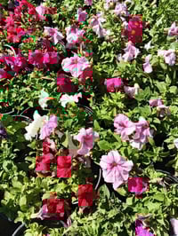 يتوفر بتونيا حجم كبير الوان حلوه  07801221512