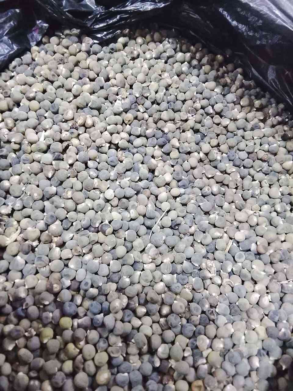 سلام عليكم يوجد بذور بانيه درجه اولى للاستفسار الاتصال على الرقم الموجود *********** بابل سياحي
