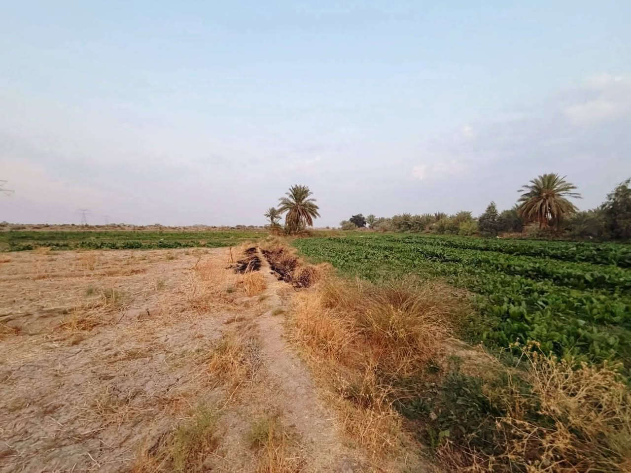 دونمين طابو زراعي سند 25
الموقع خلف جامعة بابل 
الارض تصلح مزرعة للونسة وتصلح سكن 

للأستفسار الأتصال ***********
