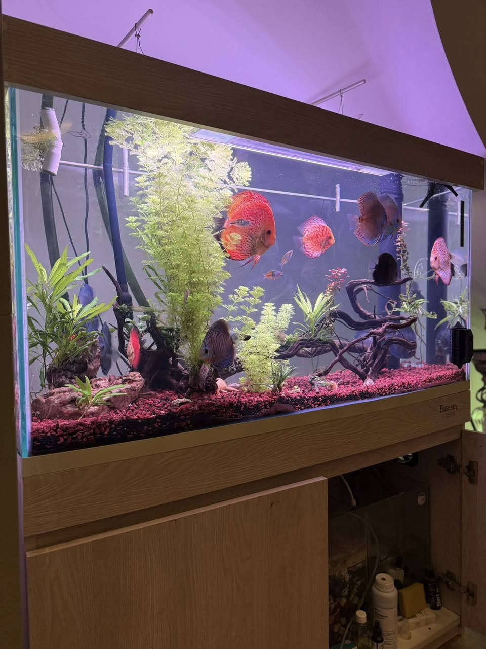 حوض قياس ١٢٠*٥٠*٦٠ عمل زجاج الترا كلير سامب مع كانستر ٣٠٠ لتر/بالساعة
الحوض وكامل ملحقاته للبيع ما عذا الانارة والاسماك
مكاني اربيل
السعر ٦٠٠ الف


**إذا كنت صاحب هذا الإعلان وتريد حذفه لأي سبب، رجاءا أرسل رسالة إلى الدعم الفني**