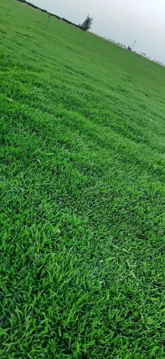 تخفضيات لفترة محدودة (بأسعار مناسبه وتنافسيه ) ✨❤️.                                       

انتاج خاص بمزارعنا.
حيث الجودة والسعر المناسب 

☘ثيل هندي إيطالي فرنسي طبيعي نوعية ممتازة🍀 
مناسب للاستخدام في ( المنازل🌳_ الحدائق🌳_ الملاعب🌳_ الدوائر🌿وتجهيز المشاتل) 

#سعر_تنافسي

✨ سعر المتر يختلف للكميات الكبيرة ✨

يوجد خدمة توصيل لجميع محافظات العراق 

#ملاحظة : التوصيل مجاني ❤️

(مستعدون لتجهيز الحدائق المنزليه و الملاعب الرياضيه و المنتزهات و الدوائر الحكومية بكادر مختص مميز يجيك لباب بيتك #بأسعار #تنافسيه )
🍁لمعرفة سعر المتر المربع التعليق ب "تم" سوف تصلك رساله 
🍁للاتصال او الاستفسار متوفر مفتوح طوال اليوم
***********
***********
