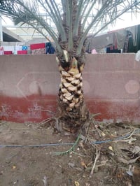 تكريب نخل • قطع أشجار • داخل بغداد