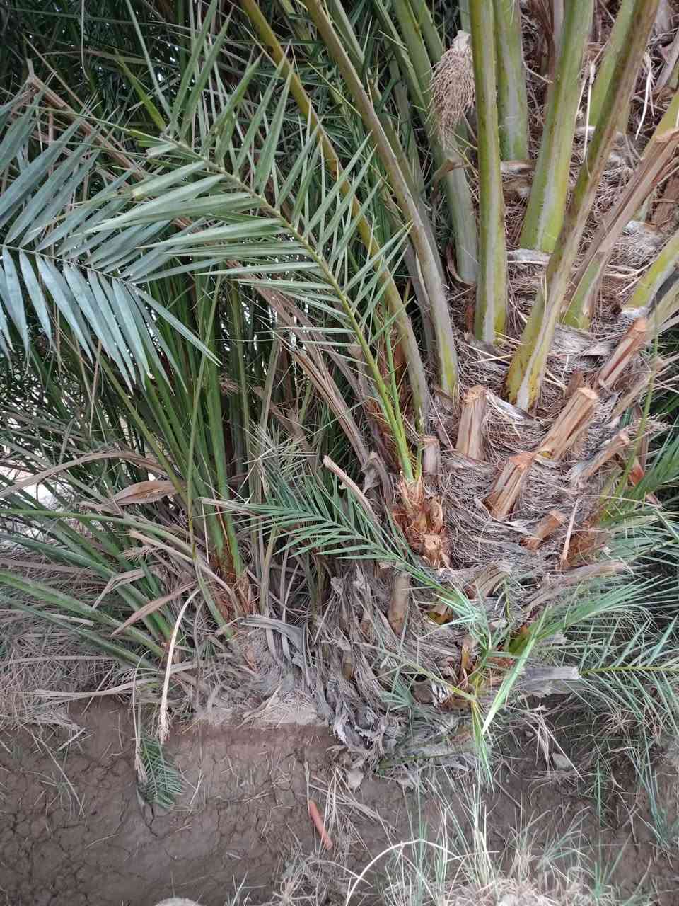 سلام عليكم فسائل نخل للبيع السعر الفسيل 25الف عندي مكتوم نيرسي شويثي خستاوي مكاني كرنه ***********
