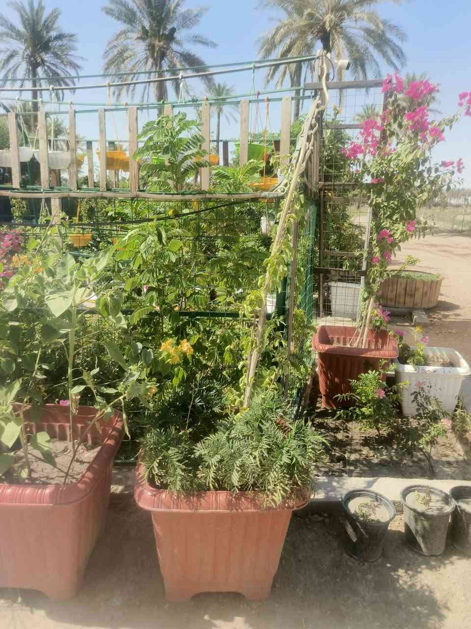يا الله 🌿
يتوفر لدينا في مشتلنا  مجموعة من السنادين الحجم الكبير الجهنمي   المتسلق والقزمي  وأنواع مختلفة:
سندان جهنمي متسلق  لون وردي (حجم كبير)  السعر 25,000 دينار
سندان لون أصفر (حجم كبير) — 25,000 دينار
سندان مسلسق المرجان — 20,000 دينار
سندان جهنمي لون أصفر (حجم وسط قزمي) — 15,000 الف 
سندان تعليك  وردة الصباح (كل الألوان) — 5,000 دينار
📍 العنوان:  شارع زوبع الصوب الصغير مشتل العذاري 
📌 للاستفسار مراسلة الصفحة


**إذا كنت صاحب هذا الإعلان وتريد حذفه لأي سبب، رجاءا أرسل رسالة إلى الدعم الفني**