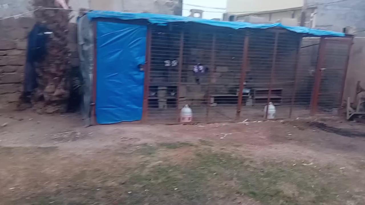 سلام عليكم شباب متاح قفص عرض ٦متر واجهتين كل واجهه ٣متر يتفصخ وينشد براغي رتفاع ٢ متر عرض ١٧٥ سعر ٢٠٠ الف بي مجال شراي يجي خاص او يتصل *********** مكاني سامراء
