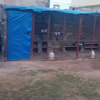 قفص عرض • ٦م • سامراء