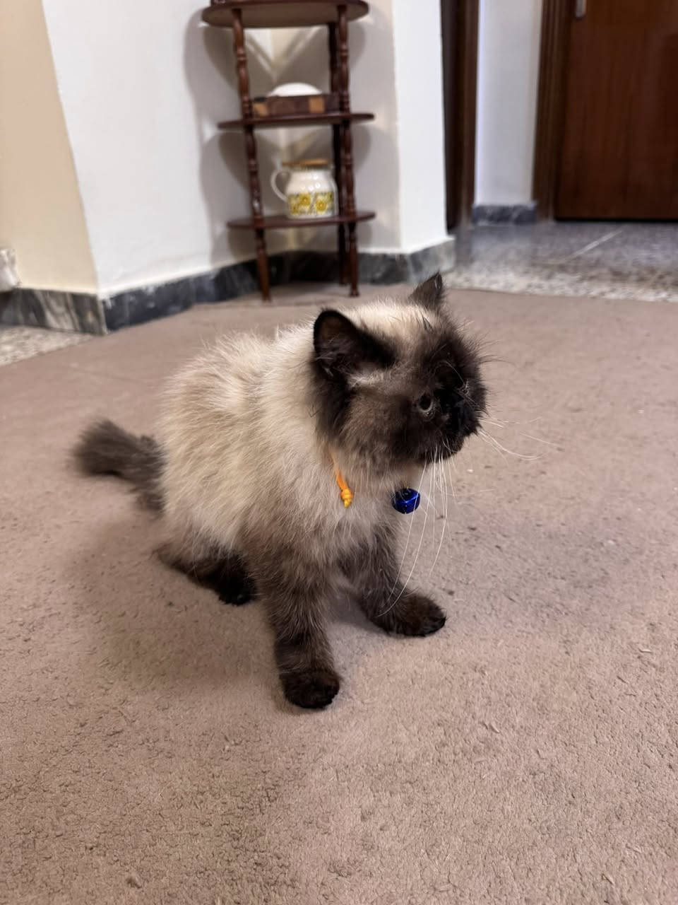 للتبني نثيه عمرها اقل السنه 
ملقحه متعلمه على اللتر بوكس واليفه جدا ولعوبه 

فقط الي كد المسؤليه يراسلني 
العنوان بغداد


**إذا كنت صاحب هذا الإعلان وتريد حذفه لأي سبب، رجاءا أرسل رسالة إلى الدعم الفني**