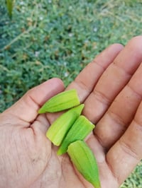 عرض خاص بامية مقلمة ب3000 وزن صافي حوي جديد كل يوم بيوم 07802269244